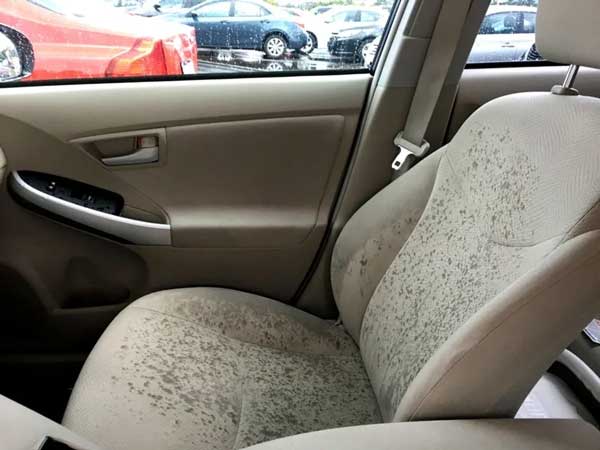 Damp or Musty Upholstery