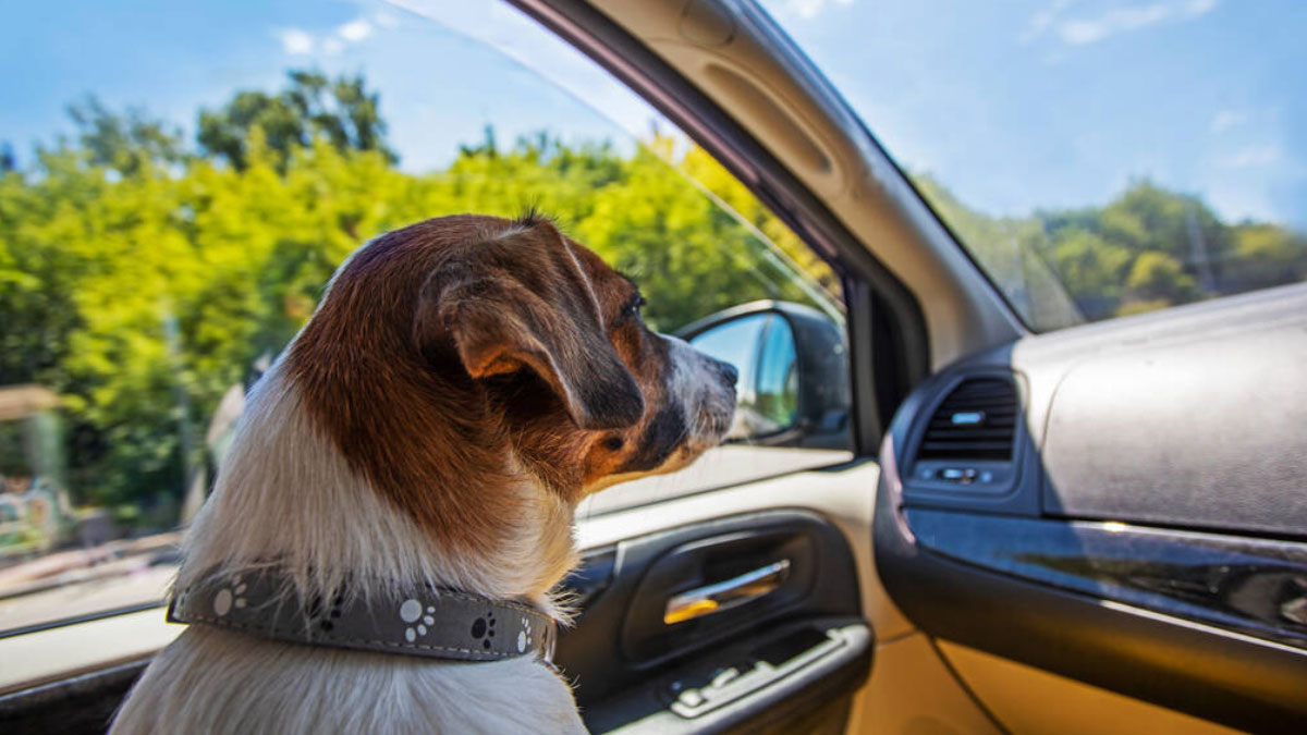 Car Smells Like Wet Dog - How to Get Rid of Bad Odor